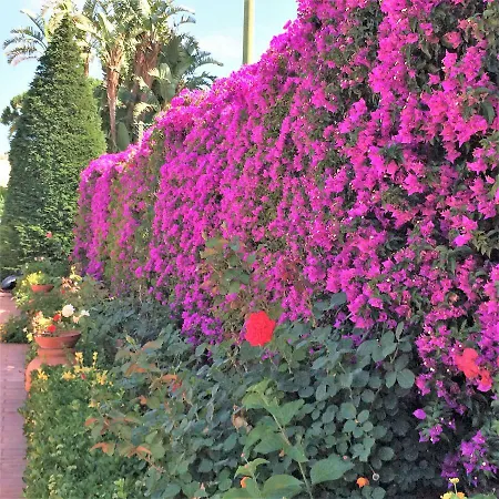 Con Giardino Esclusivo Di 1000 Mq, Piscina, Tennis, Calcio, Bocce Форио